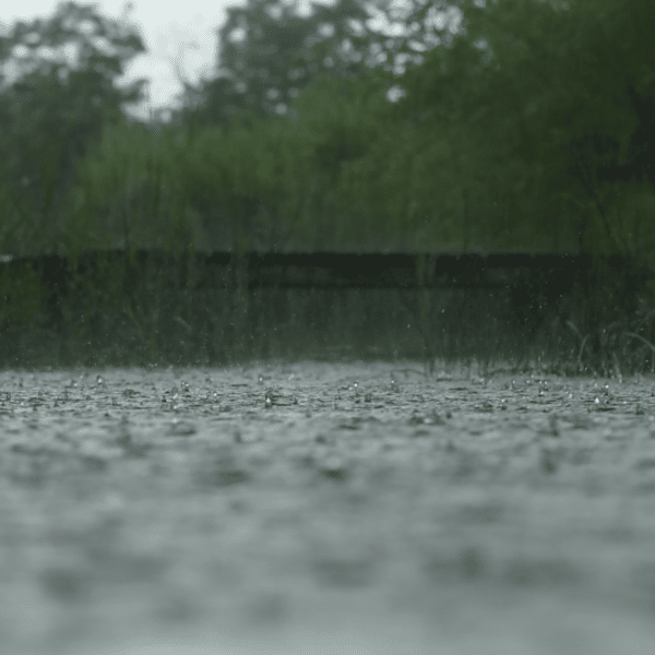 Pluie qui tombe