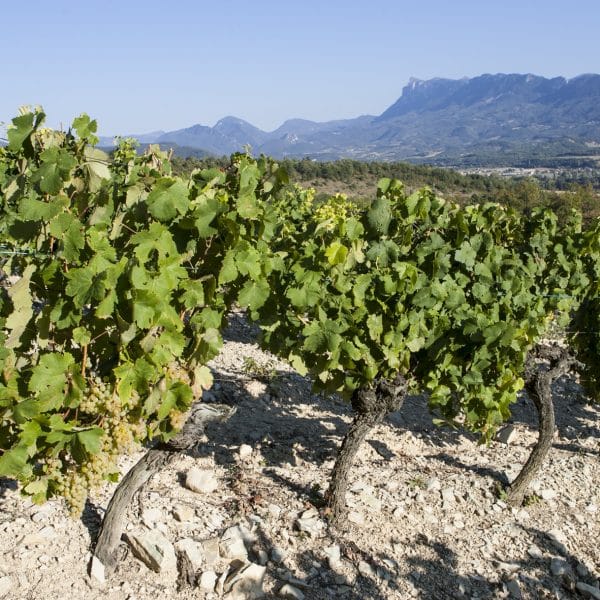 Vignes à Saillans