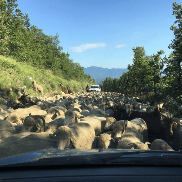 Transhumance dans la Vallée de la Drôme