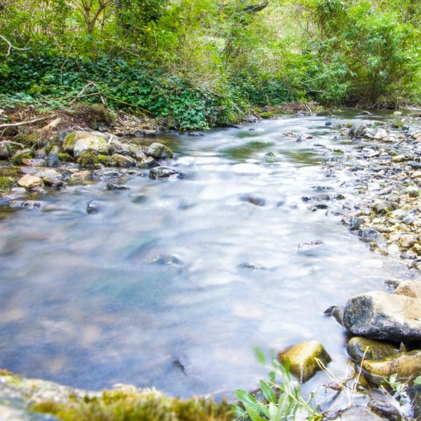 Rivière la Vébre dans la forêt de Saoû