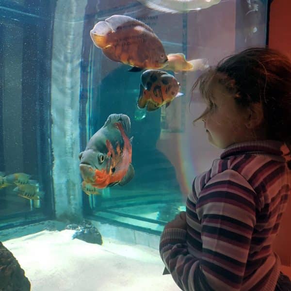 Petit fille qui regarde des poissons à l'aquarium des Tropiques à Allex