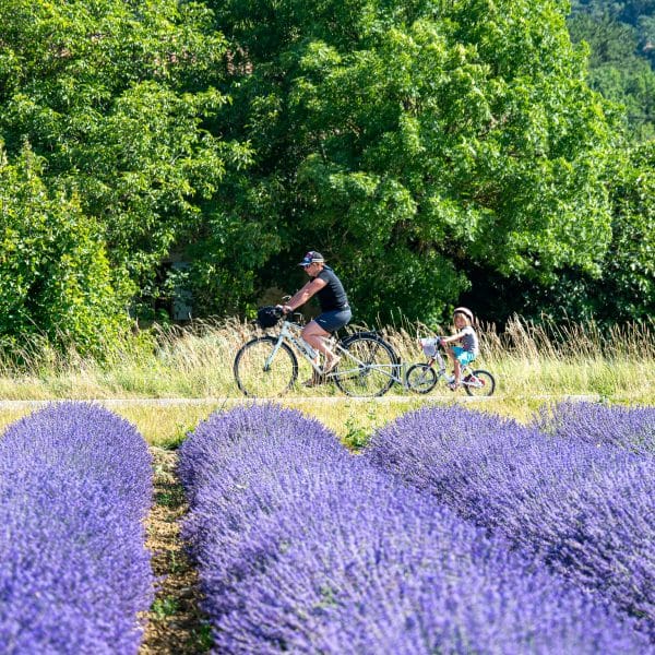 Deux personnes dans les lavandes Drôme