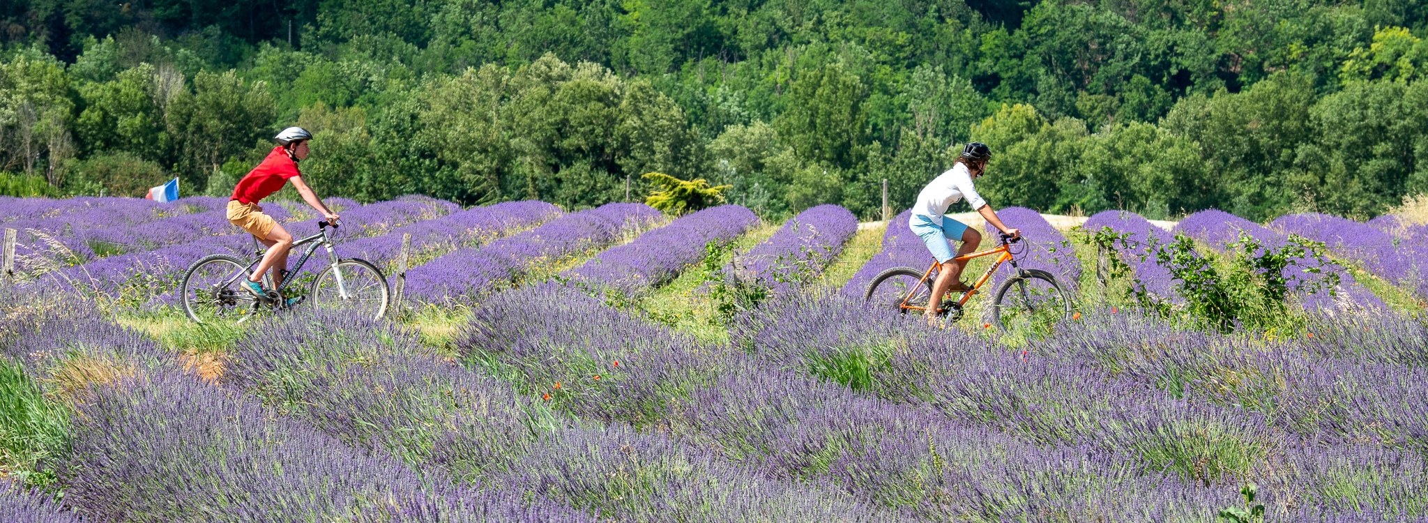 vélos dans les lavandes de la Vallée de la Drôme