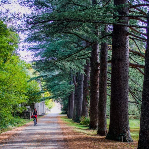 Vélo au coeur de la Forêt de Saoû