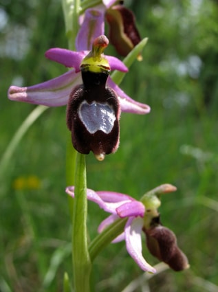 Une orchidée