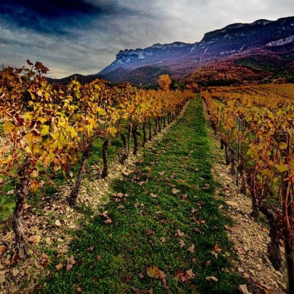 Vignes en automne