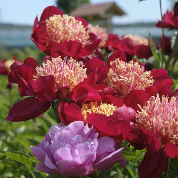 Pivoines