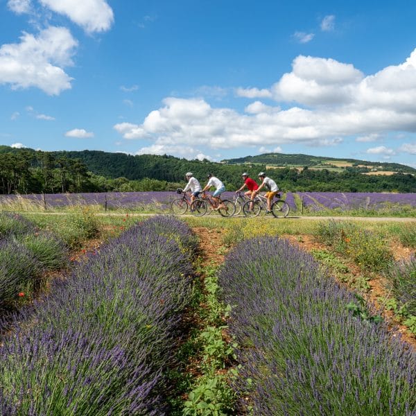 vélo et lavandes