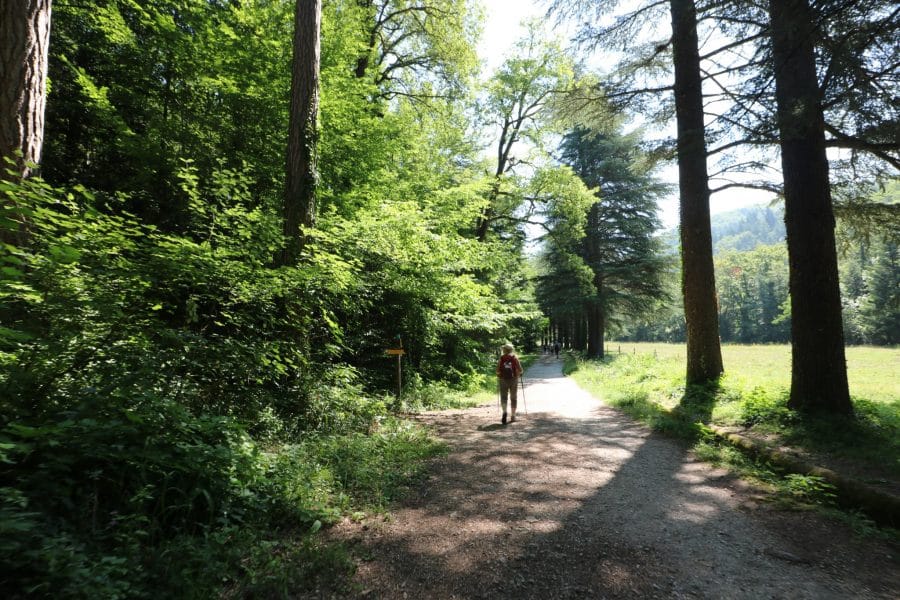 Randonnée en forêt de Saoû