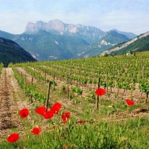 Le tour des vignes