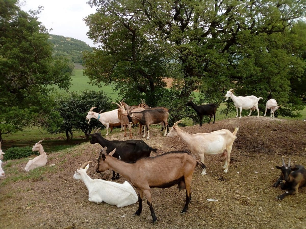 Chèvres de la Vallée de la Drôme