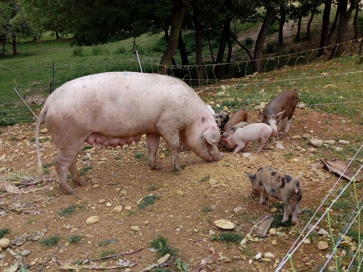 Cochons de la Vallée de la Drôme