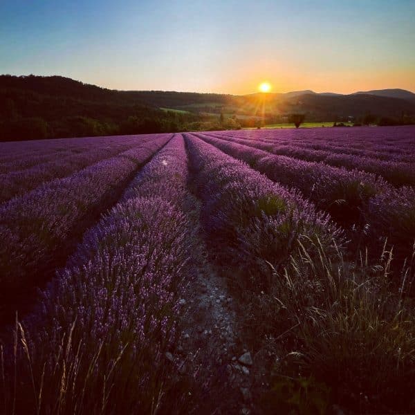 Lavandes dans la Drôme