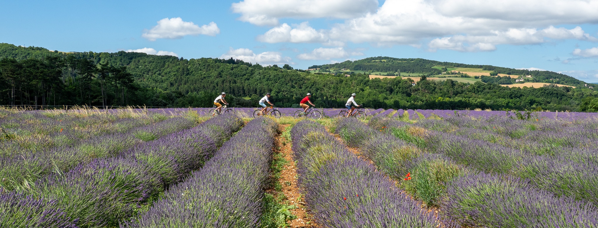 Lavandes et vélo