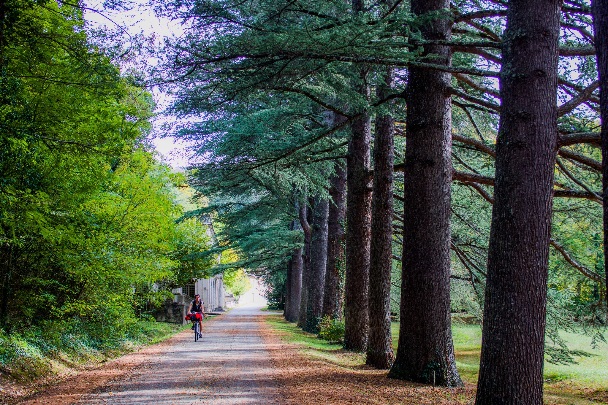 forêt de Saoû