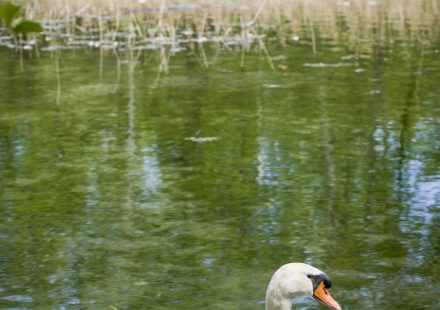 Site Natura 2000 Printegarde