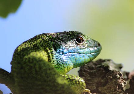 Balade naturaliste : un oeil sur les reptiles de la Réserve