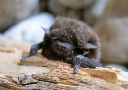 Balade naturaliste : chauve-souris et cie