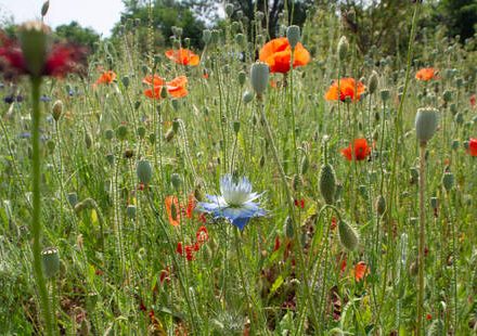 RDV aux jardins et fête des mares