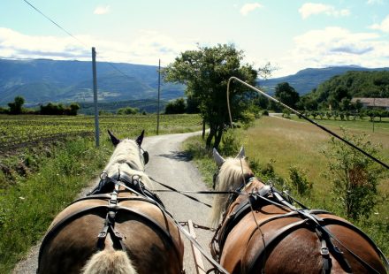 Promenade en calèche et vacances en roulotte