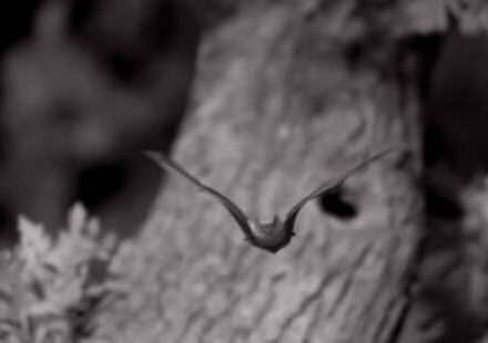 La Gare fait son cinéma – « Noctules, ces mystérieuses chauves-souris »