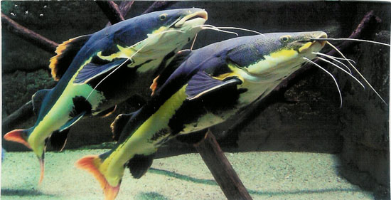 Aquarium Allex 2009